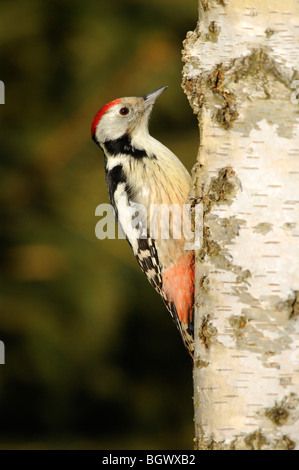 Middle Spotted Woodpecker (Picoides Medius) Stockfoto