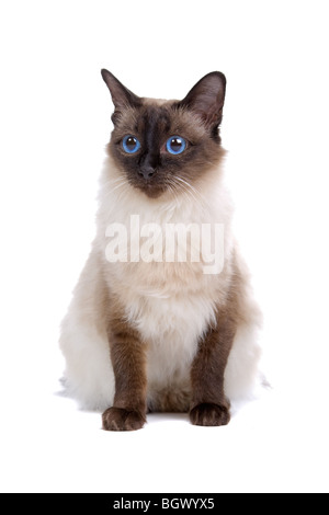 Birmanese Katze isoliert auf weißem Hintergrund Stockfoto