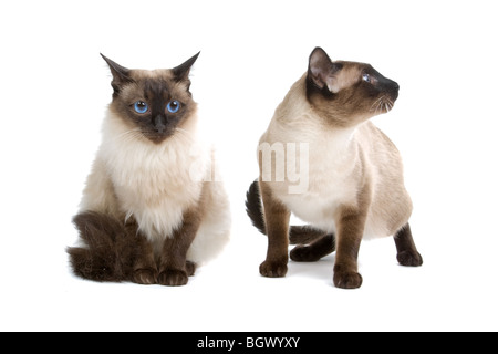 Balinesen/Birmanese Katzen isoliert auf weißem Hintergrund Stockfoto