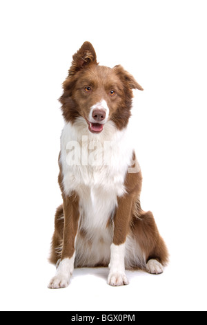 Nahaufnahme der Border Collie Hund isoliert auf weißem Hintergrund Stockfoto