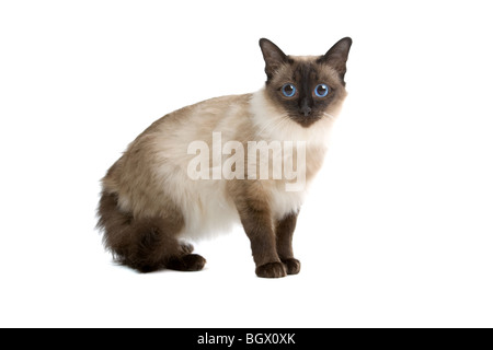 Birmanese Katze isoliert auf weißem Hintergrund Stockfoto