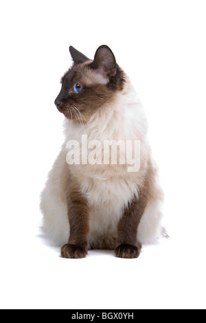 Birmanese Katze isoliert auf weißem Hintergrund Stockfoto