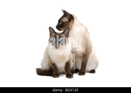 Balinesen/Birmanese Katzen isoliert auf weißem Hintergrund Stockfoto