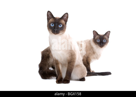 Balinesen/Birmanese Katzen isoliert auf weißem Hintergrund Stockfoto