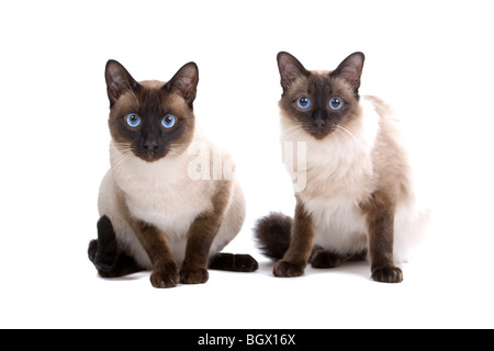 Balinesen/Birmanese Katzen isoliert auf weißem Hintergrund Stockfoto