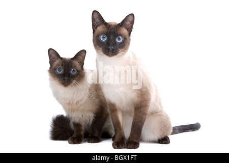 Balinesen/Birmanese Katzen isoliert auf weißem Hintergrund Stockfoto