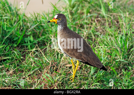 Afrikanische Flecht-Kiebitz, Senegal Flecht-Regenpfeifer (Vanellus Senegallus), Lake Mburo National Park, Uganda, Ostafrika Stockfoto