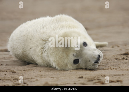 Neugeborenen Grey Seal Pup am Strand Stockfoto