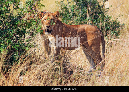 Weibliche Löwen, Murchison Falls Conservation Area, Uganda, Ostafrika Stockfoto