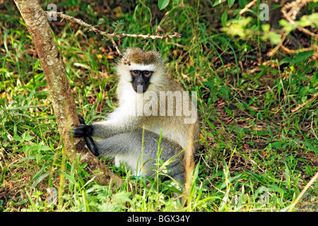 Vervet Affen (grüne Aethiops), Lake Mburo National Park, Uganda, Ostafrika Stockfoto