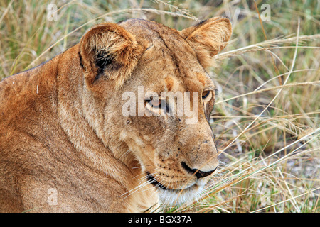 Weibliche Löwen, Murchison Falls Conservation Area, Uganda, Ostafrika Stockfoto