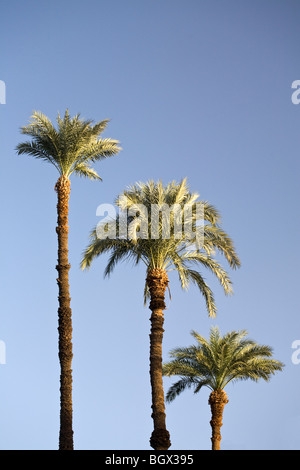 Klaren Sie Sonne in blauen Himmel durch Linie von drei Palmen in Luxor Ägypten Stockfoto