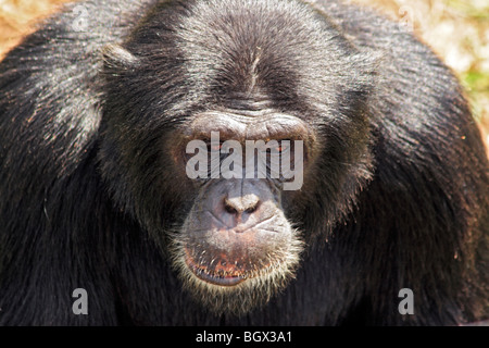 Schimpanse (Pan Troglodytes), Kibale Nationalpark, Uganda, Ostafrika Stockfoto