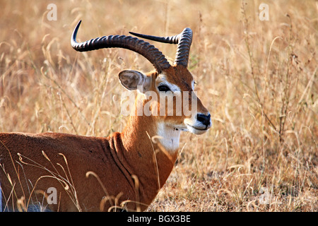 Impala (Aepyceros Melampus), Queen Elizabeth National Park, Uganda, Ostafrika Stockfoto