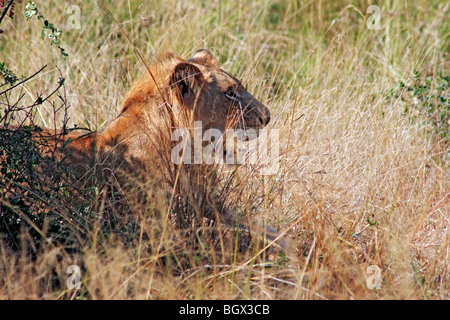 Weibliche Löwen, Murchison Falls Conservation Area, Uganda, Ostafrika Stockfoto