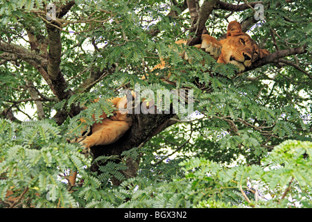 Weibliche Löwen, Queen Elizabeth National Park, Uganda, Ostafrika Stockfoto
