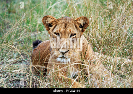 Weibliche Löwen, Murchison Falls Conservation Area, Uganda, Ostafrika Stockfoto