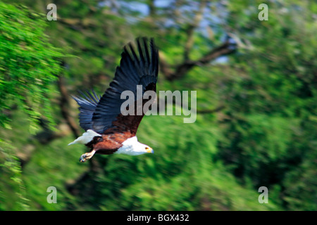 Vogel, Murchison Falls Conservation Area, Uganda, Afrika Stockfoto