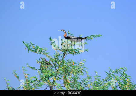 Darter, Murchison Falls Conservation Area, Uganda, Afrika Stockfoto