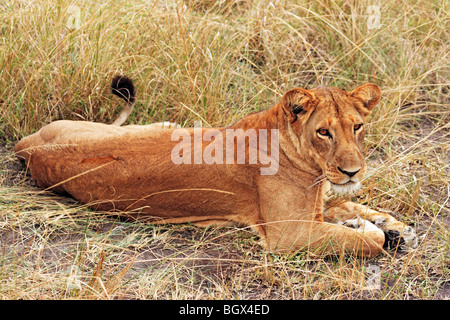 Weibliche Löwen, Queen Elizabeth National Park, Uganda, Ostafrika Stockfoto