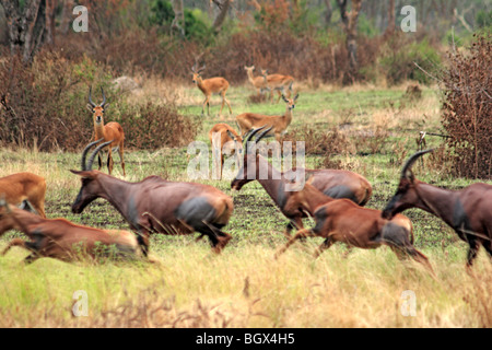 Roan Antilope (Hippotragus Spitzfußhaltung), Ishasha Fluss, Queen Elizabeth National Park, Uganda, Ostafrika Stockfoto