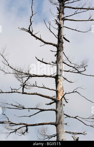 Der saure Regen ein Baum ohne Rinde vor blauem Himmel in Michigan USA USA niemand Niemand Niemand Niemand niedriger Winkel von unten vertikalen Hi-res Stockfoto