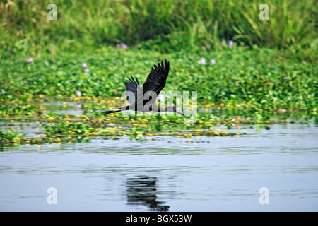 Schwarzer Reiher (Egretta Ardesiaca), Murchison Falls Conservation Area, Uganda, Afrika Stockfoto