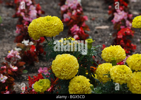 Blumenbeet aus gelbem Marigold und rosa Begonia coccinea Bilder große hohe Auflösung von oben oben horizontal in den USA Hi-res Stockfoto