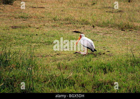 Gelb-billed Stork (Mycteria Ibis), Hütte-Kanal, Queen Elizabeth National Park, Uganda, Ostafrika Stockfoto