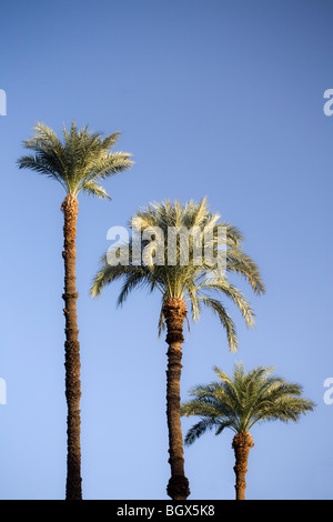 Klaren Sie Sonne in blauen Himmel durch eine Reihe von drei Palmen in Luxor Ägypten Stockfoto