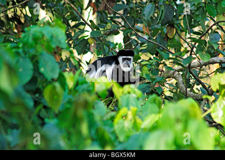 Westlichen schwarzen und weißen Colobus Affen (Colobus Polykomos), Feuchtgebiet Heiligtum, Uganda, Ostafrika Stockfoto