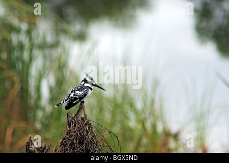 Pied Kingfisher (Ceryle Rudis), Lake Mburo National Park, Uganda, Afrika Stockfoto