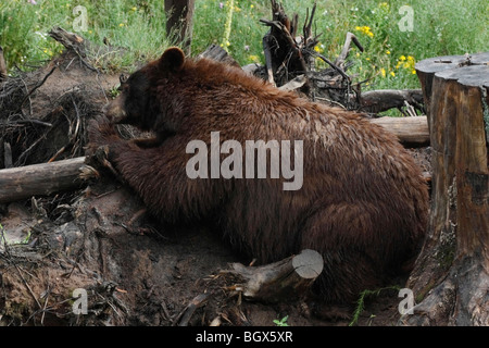 State Park auf der Upper Peninsula Michigan MI oben von oben Nahaufnahmen Fotos Bilder große hochauflösende horizontale Auflösung in den USA Hi-res Stockfoto