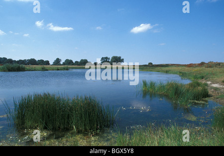 Der See am unteren Derwent Valley National Nature Reserve Yorkshire Juli 1999 Stockfoto