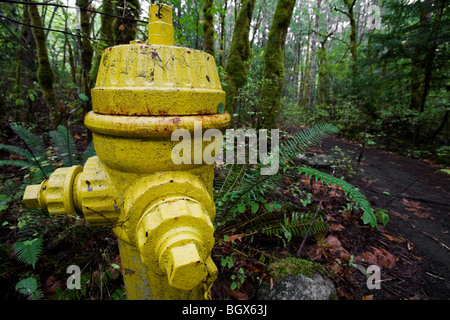 Hydranten im Wald Stockfoto
