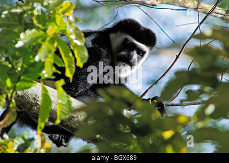 Westlichen schwarzen und weißen Colobus Affen (Colobus Polykomos), Kibale Nationalpark, Uganda, Ostafrika Stockfoto