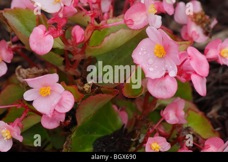 Rosa Begonia coccinea Blumen mit Wassertropfen Nahaufnahme von oben oben Draufsicht Bilder in USA horizontale Hi-res Stockfoto