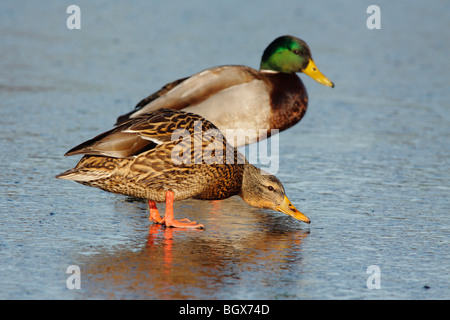 Mallard Ente paar auf gefrorenen Lagune-Victoria, British Columbia, Kanada. Stockfoto