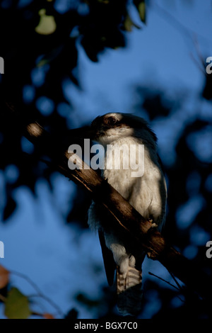 Lachende Kookaburra, Dacelo Novaeguineae auf einem Ast, an Tom Groggins, Kosciuszko-Nationalpark, New South Wales, Australien Stockfoto