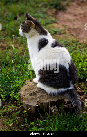 Eine schwarze, graue und weiße Katze draußen sitzen auf einem Baumstumpf aus in die Ferne schauen. Stockfoto