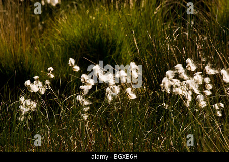 Reserve ewigen Meer Stockfoto