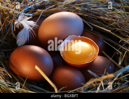 Hühnereier im Stroh mit halben eine gebrochene Ei im Morgenlicht. Stockfoto