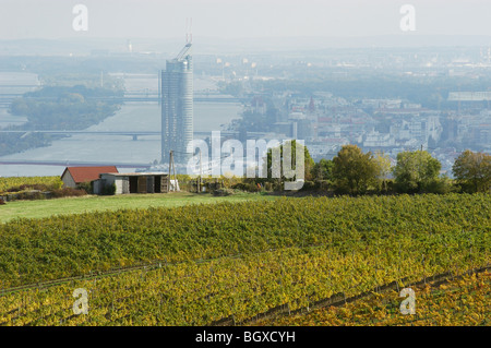 Weinberge rund um Wien Stockfoto