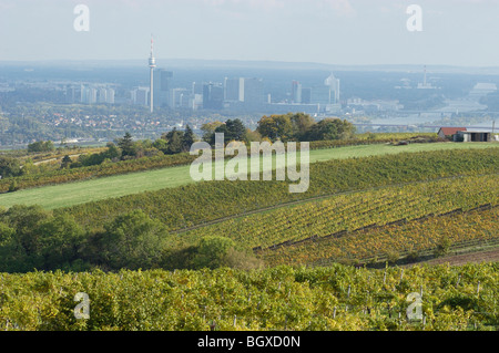 Weinberge rund um Wien Stockfoto