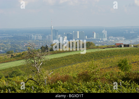 Weinberge rund um Wien Stockfoto