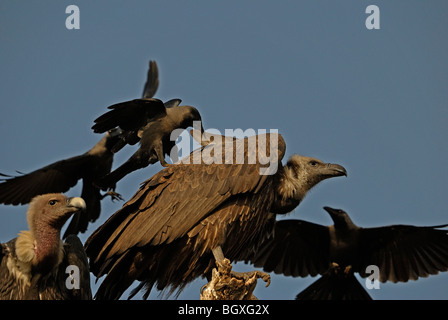 Krähen mobbing indischer weißer-rumped Geier (abgeschottet Bengalensis) Stockfoto