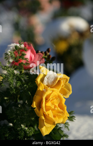 Ein gelb und rosa rose bedeckt mit Schnee auf dem Friedhof. Stockfoto