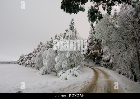 Tiefgekühlte Loch Garten und Abernethy Wald. Stockfoto