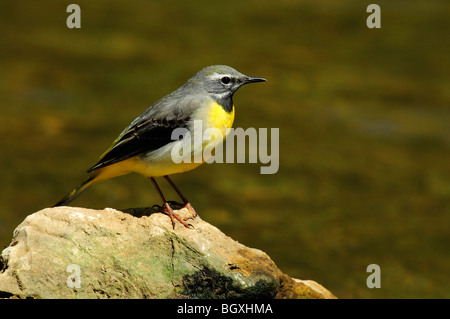 Graue Bachstelze (Motacilla Cinerea) Stockfoto