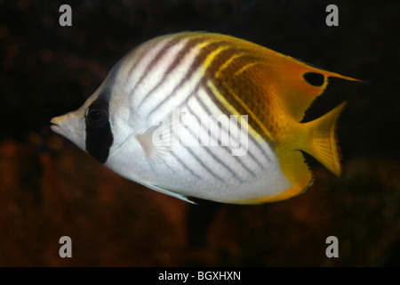 Auriga Butterflyfish Chaetodontidae auriga Stockfoto